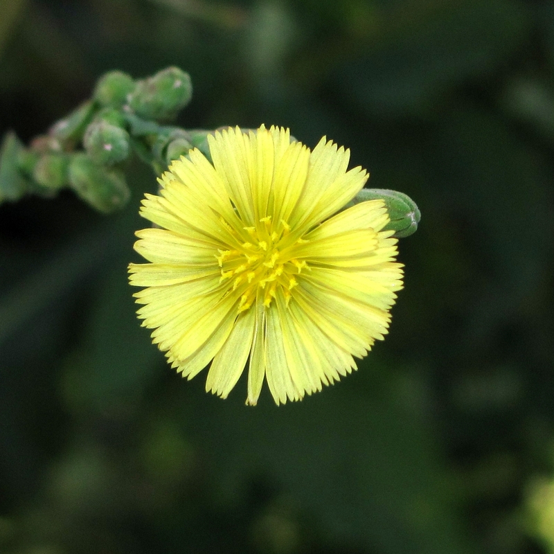 Image of Lactuca serriola specimen.