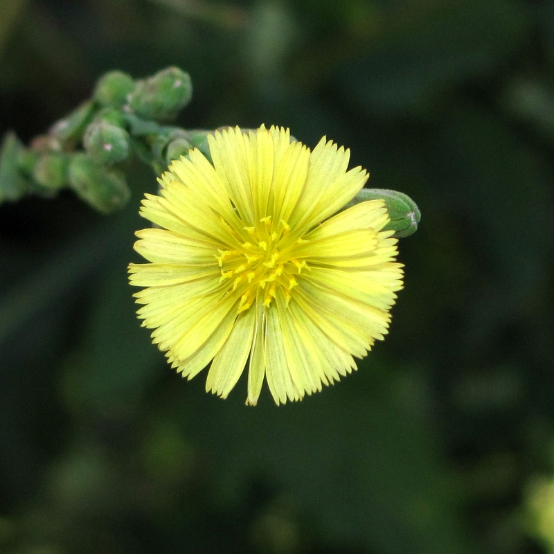 Изображение особи Lactuca serriola.