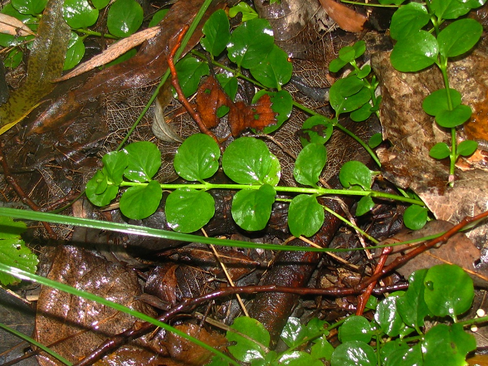 Изображение особи Lysimachia nummularia.