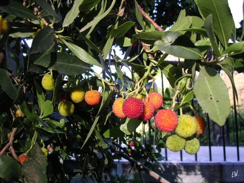 Изображение особи Arbutus unedo.