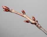 Cerasus sachalinensis. Верхушка побега с покоящимися почками ('Rancho'). Германия, г. Кемпен, у прогулочной дорожки. 22.03.2013.
