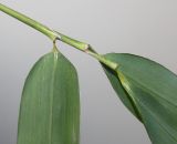 Phyllostachys viridis. Верхушка побега с основаниями листьев (видна их обратная сторона). Германия, г. Кемпен, у велосипедной дорожки. 28.03.2013.