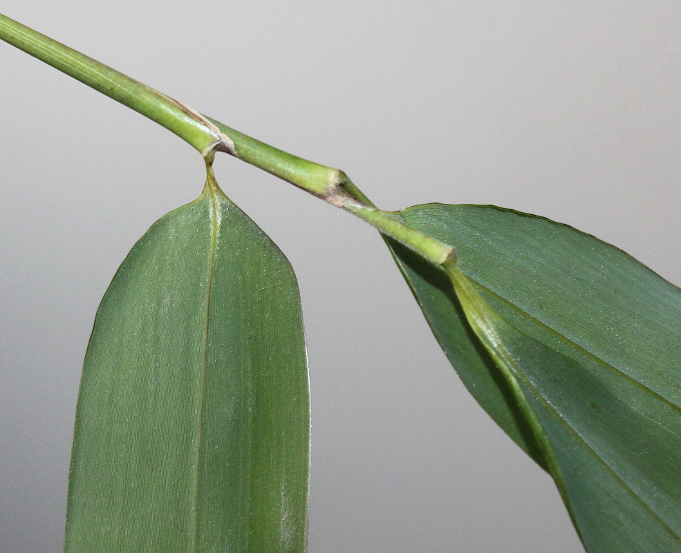 Изображение особи Phyllostachys viridis.