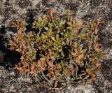 Rhododendron hirsutum