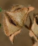 Image of taxon representative. Author is Татьяна Мальчинская