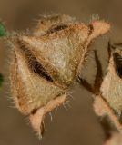 Malva multiflora