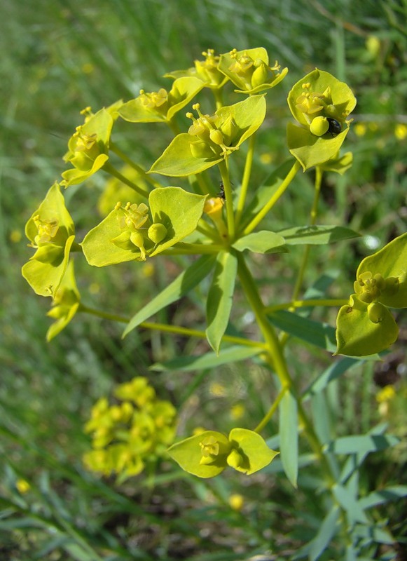 Image of Euphorbia seguieriana specimen.