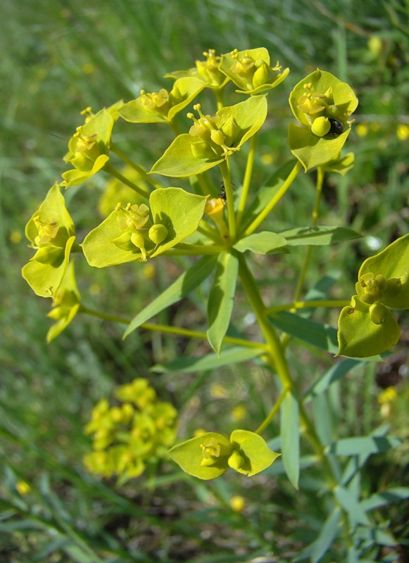 Изображение особи Euphorbia seguieriana.