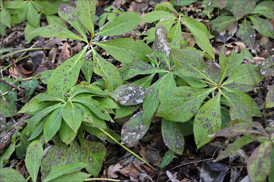 Image of Helleborus caucasicus specimen.