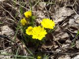 Adonis vernalis