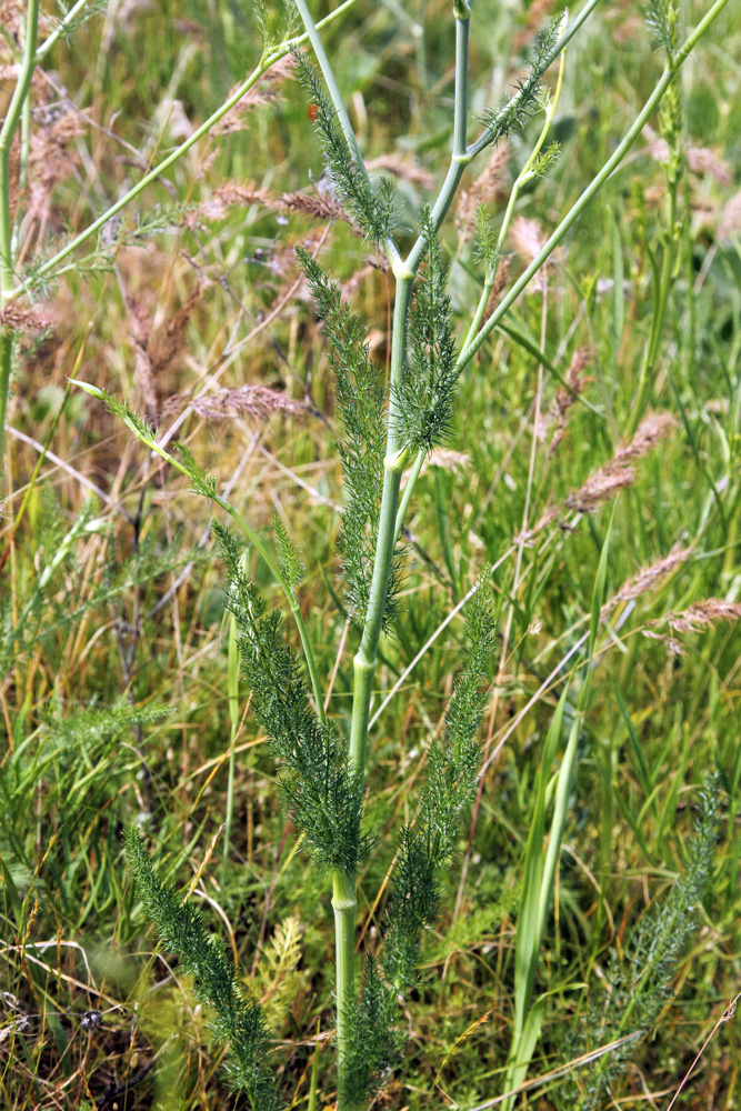 Изображение особи Elaeosticta allioides.