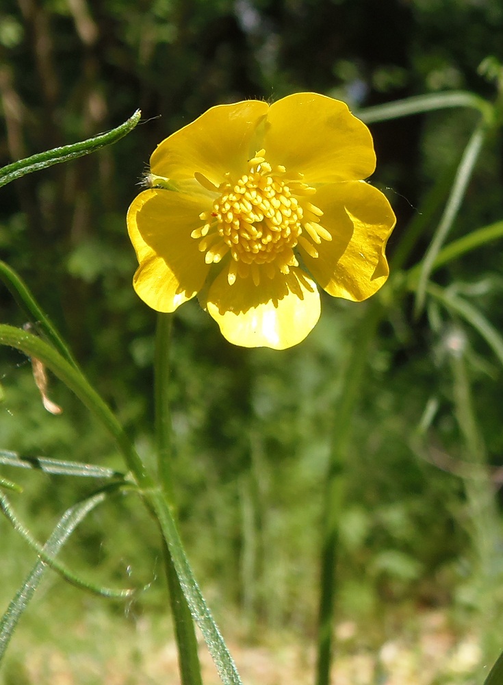 Image of Ranunculus polyanthemos specimen.