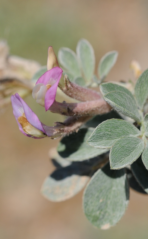 Image of Astragalus neo-popovii specimen.