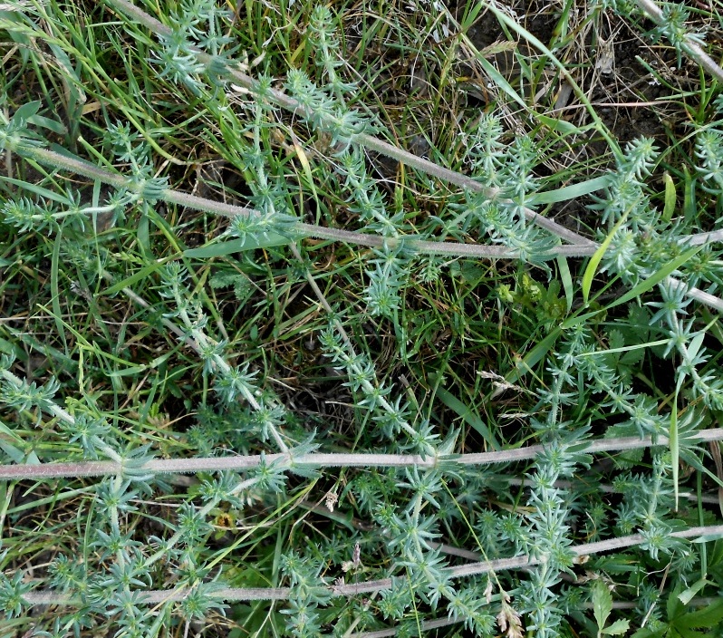 Image of Galium humifusum specimen.