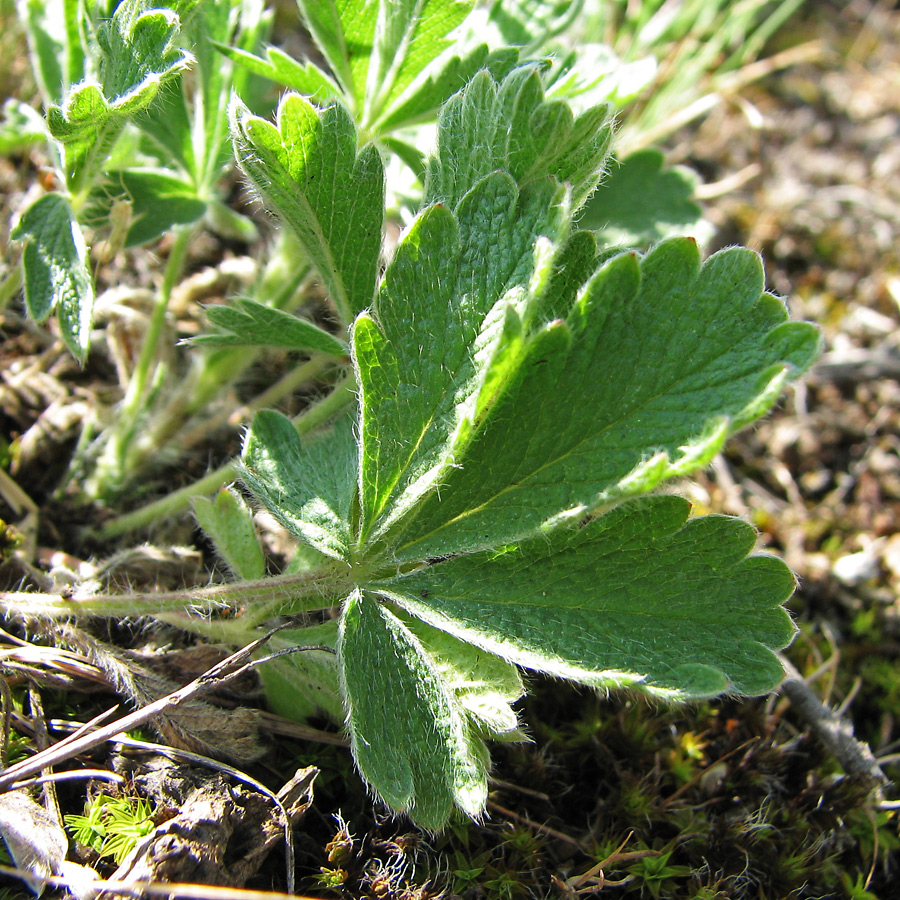 Image of Potentilla astracanica specimen.