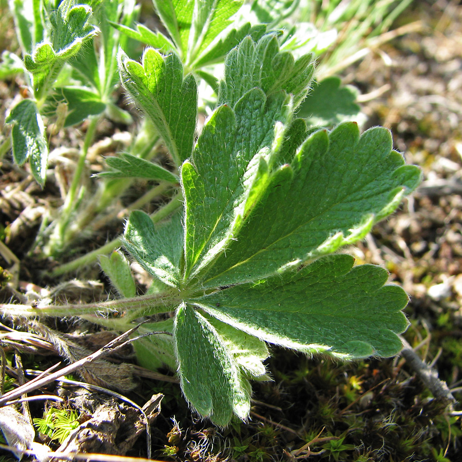 Изображение особи Potentilla astracanica.