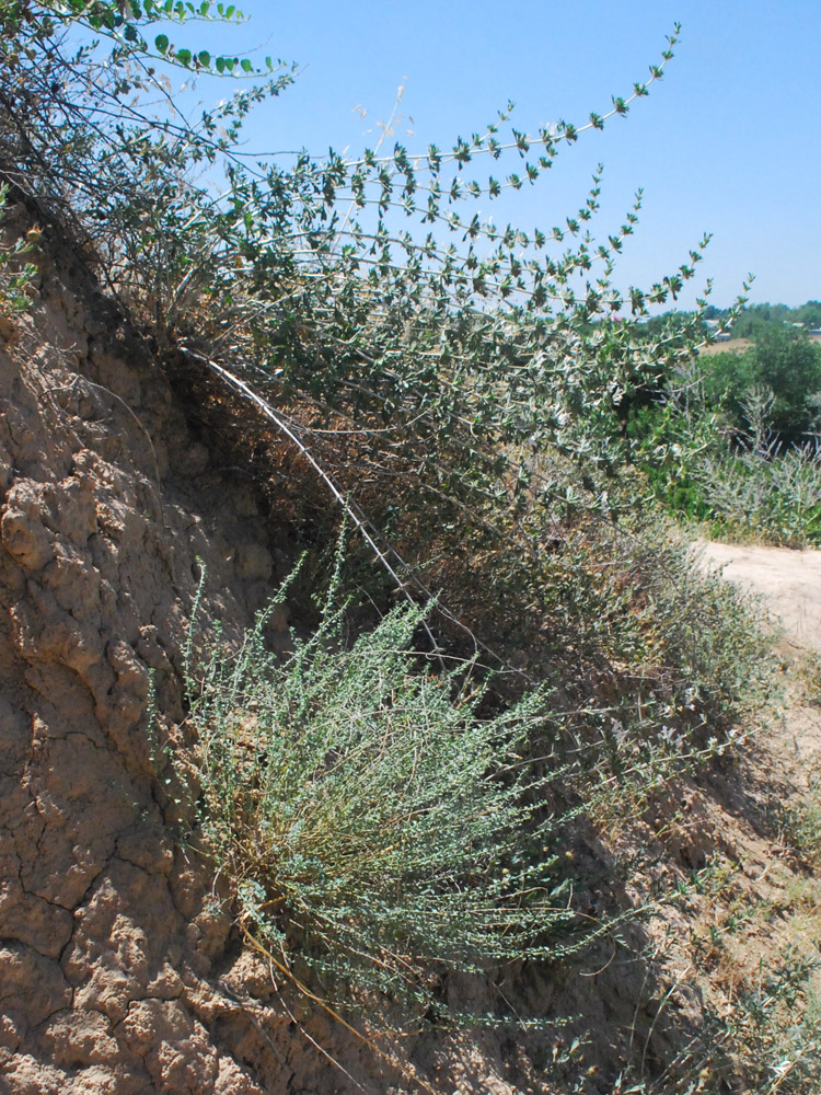 Image of Andrachne rotundifolia specimen.