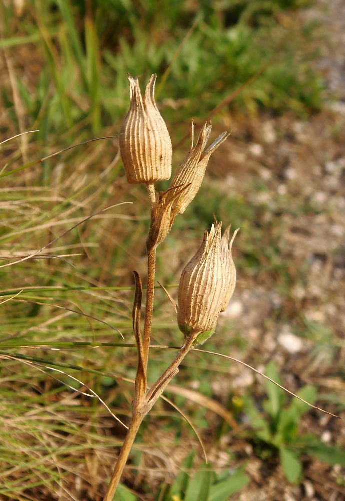 Image of Pleconax conica specimen.