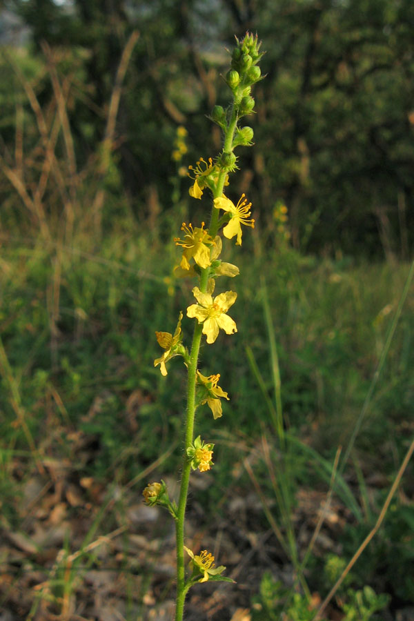 Image of Agrimonia eupatoria ssp. grandis specimen.