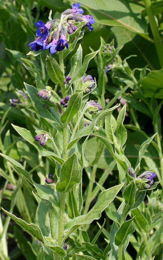 Image of Lindelofia longiflora specimen.