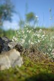 Asperula montana