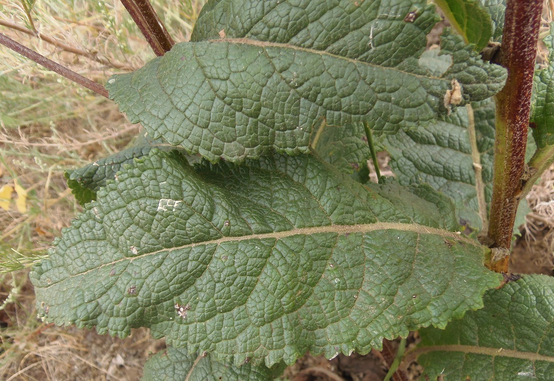 Image of Verbascum lychnitis specimen.