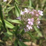 Thymus &times; dimorphus