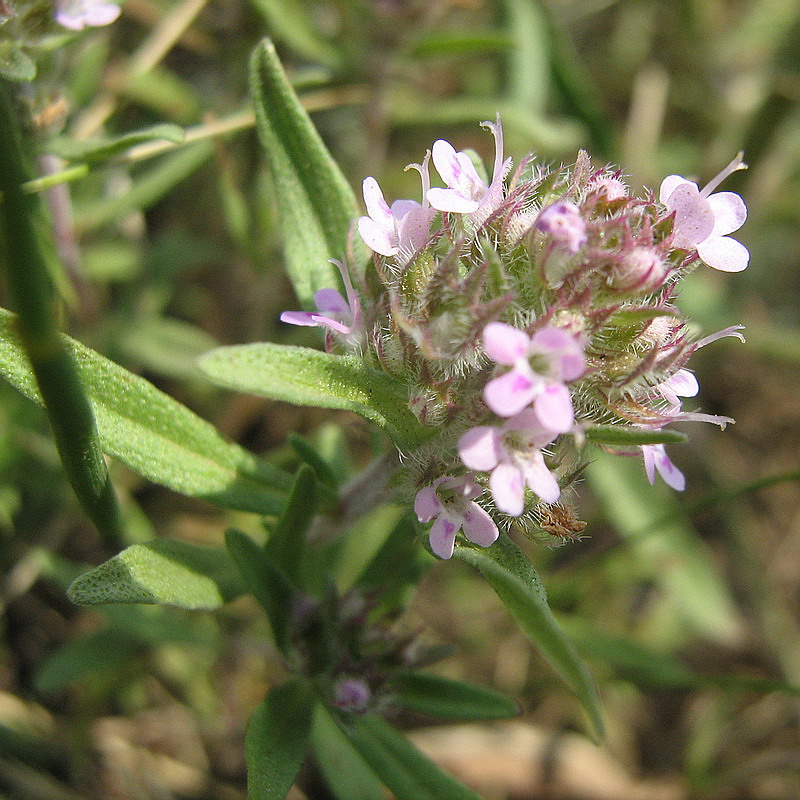 Изображение особи Thymus &times; dimorphus.