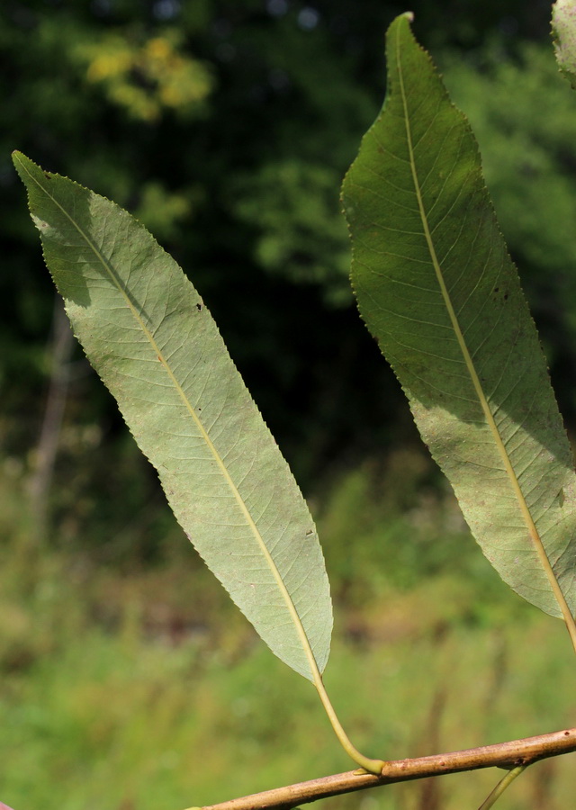 Image of Salix nipponica specimen.