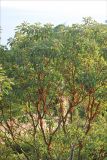 Arbutus andrachne