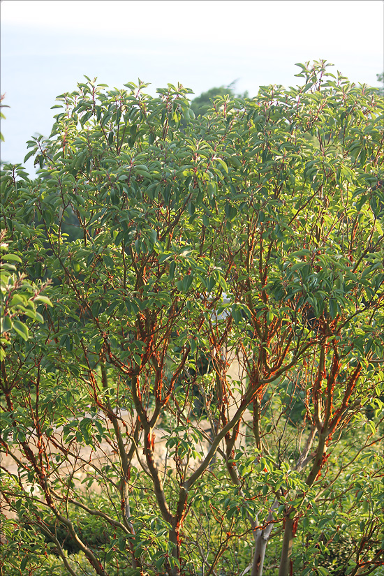 Image of Arbutus andrachne specimen.