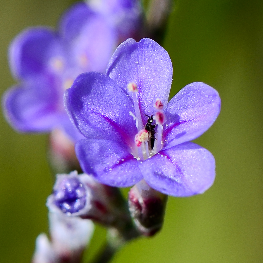 Изображение особи Limonium narbonense.