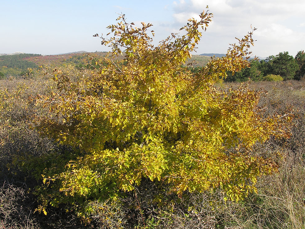 Изображение особи Crataegus atrofusca.