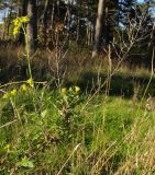 Sisymbrium loeselii. Верхушка цветущего и плодоносящего растения. Краснодарский край, окр. г. Крымск, берег р. Адагум. 11.10.2013.