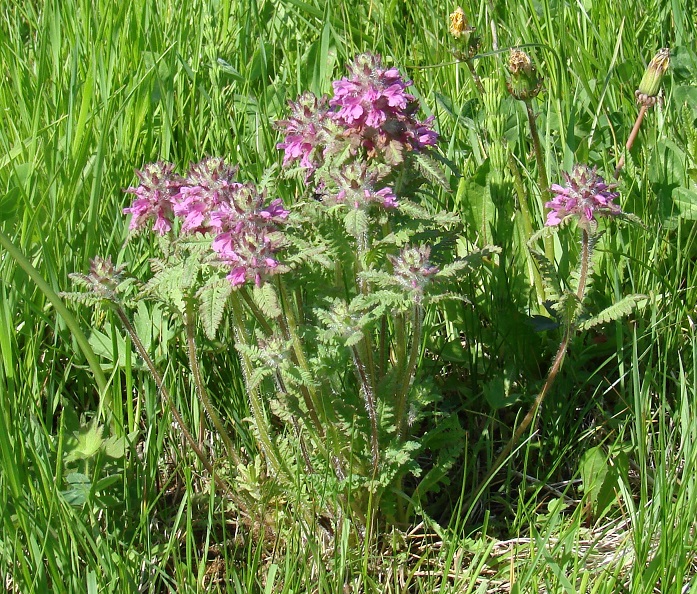 Изображение особи Pedicularis verticillata.