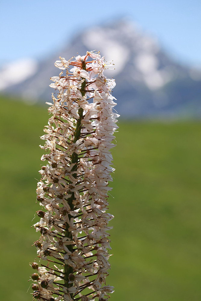 Image of Eremurus olgae specimen.