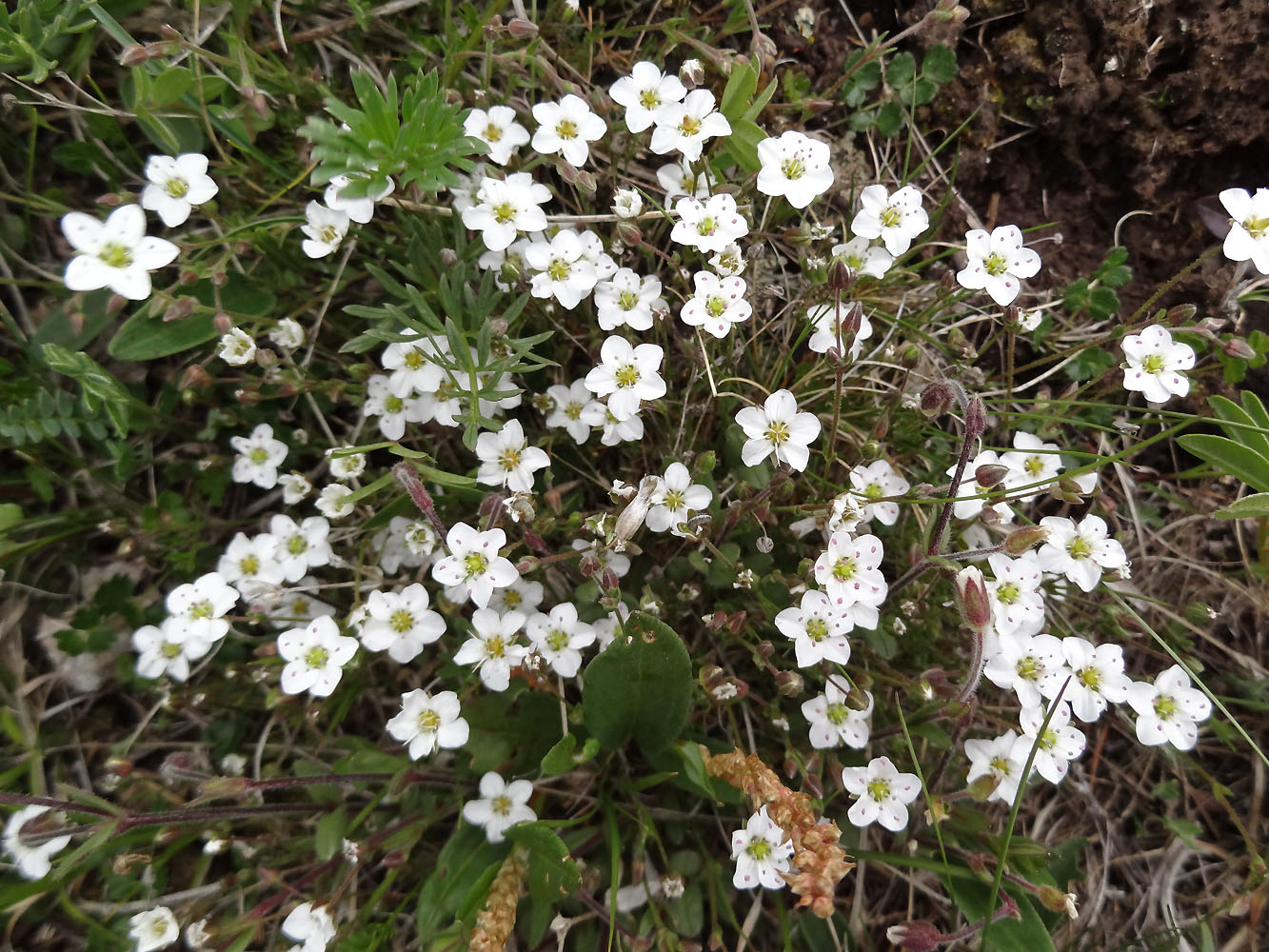 Image of Minuartia verna specimen.