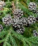 Cryptomeria japonica. Вызревшие шишки. Германия, г. Дюссельдорф, Ботанический сад университета. 04.09.2013.