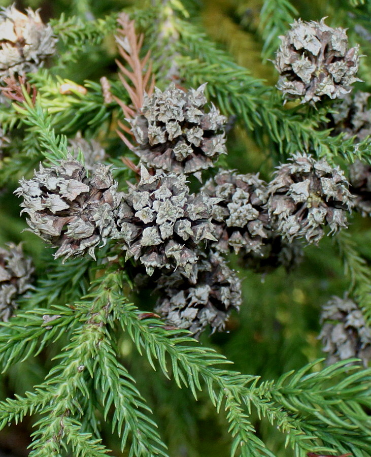 Image of Cryptomeria japonica specimen.
