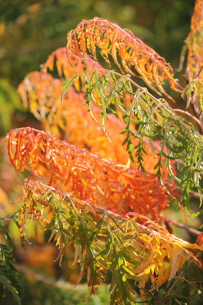 Изображение особи Rhus typhina f. laciniata.