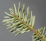 род Abies. Верхушка побега (видны нижние стороны хвоинок). Германия, г. Кемпен, в культуре. 06.03.2014.