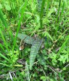 Dactylorhiza fuchsii. Нижняя часть побега. Коми, Сысольский р-н, окр. пос. Шугрэм, тайга, сырой луг вдоль дороги. 05.07.2013.