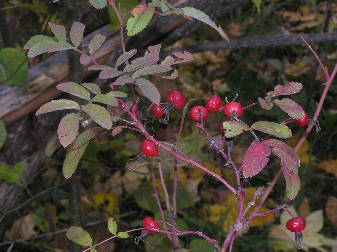Image of Rosa glabrifolia specimen.