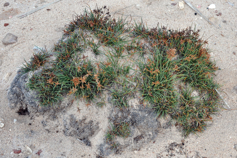 Изображение особи Cyperus laevigatus.