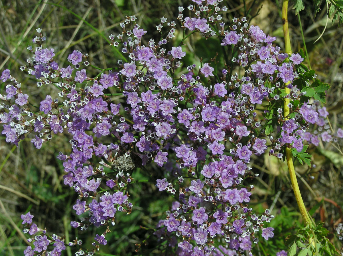 Изображение особи Limonium bungei.