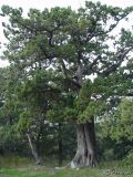 Juniperus excelsa