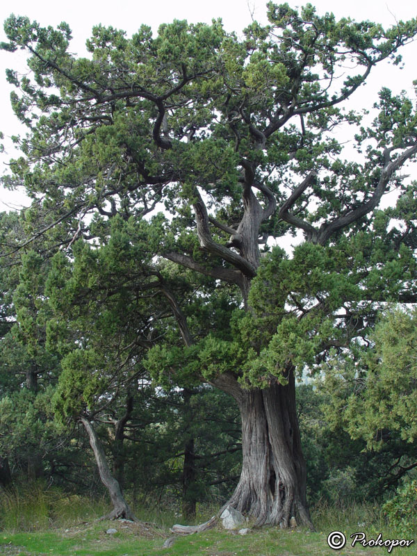 Image of Juniperus excelsa specimen.