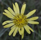 Tragopogon dubius