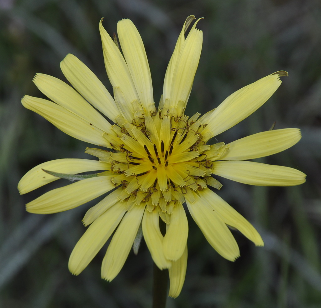 Image of Tragopogon dubius specimen.