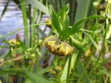 Bidens cernua